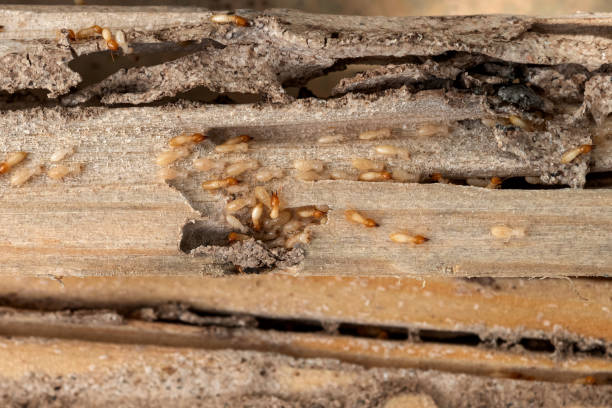 Best Affordable Pest Control Services  in Bloomingburg, OH